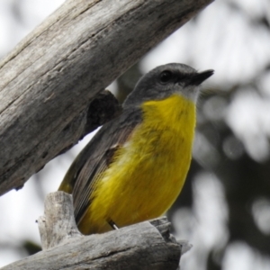 Eopsaltria australis at Stromlo, ACT - 10 Oct 2021