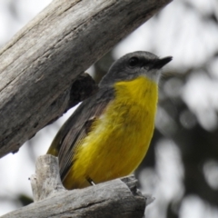 Eopsaltria australis (Eastern Yellow Robin) at Stromlo, ACT - 9 Oct 2021 by HelenCross