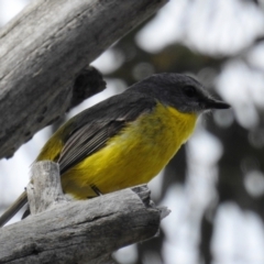 Eopsaltria australis at Stromlo, ACT - 10 Oct 2021