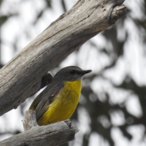 Eopsaltria australis at Stromlo, ACT - 10 Oct 2021 10:20 AM