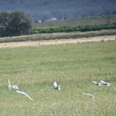 Chlidonias hybrida (Whiskered Tern) at Leeton, NSW - 9 Oct 2021 by Darcy