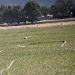 Chlidonias hybrida at Leeton, NSW - 10 Oct 2021