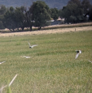 Chlidonias hybrida at Leeton, NSW - 10 Oct 2021