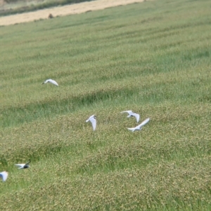 Chlidonias hybrida at Leeton, NSW - 10 Oct 2021 08:52 AM