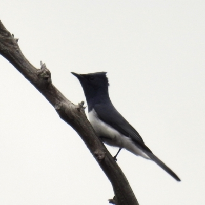 Myiagra rubecula (Leaden Flycatcher) at Bullen Range - 10 Oct 2021 by HelenCross