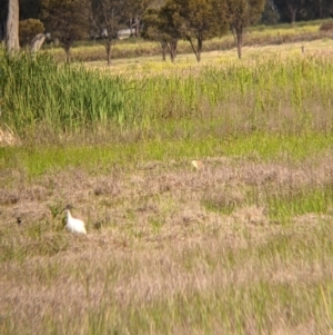 Nycticorax caledonicus at Leeton, NSW - 10 Oct 2021