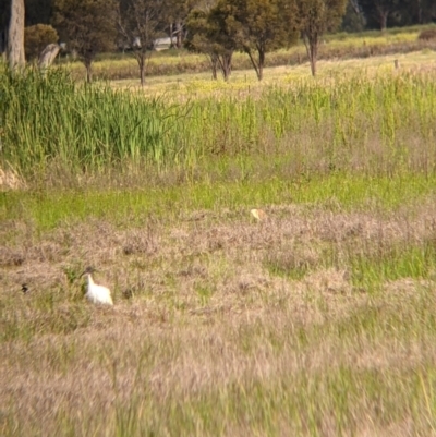 Nycticorax caledonicus (Nankeen Night-Heron) at Leeton, NSW - 9 Oct 2021 by Darcy