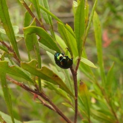 Callidemum hypochalceum (Hop-bush leaf beetle) at Bullen Range - 10 Oct 2021 by HelenCross