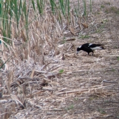 Gymnorhina tibicen (Australian Magpie) at Leeton, NSW - 10 Oct 2021 by Darcy