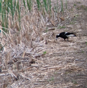 Gymnorhina tibicen at Leeton, NSW - 10 Oct 2021 08:50 AM