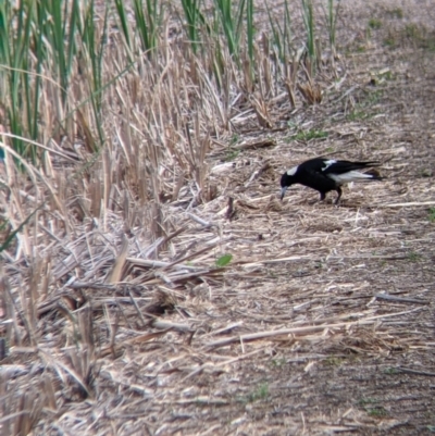 Gymnorhina tibicen (Australian Magpie) at Leeton, NSW - 10 Oct 2021 by Darcy