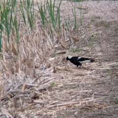 Gymnorhina tibicen at Leeton, NSW - 10 Oct 2021 08:50 AM