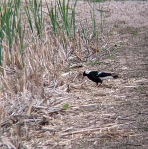 Gymnorhina tibicen at Leeton, NSW - 10 Oct 2021