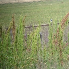 Grallina cyanoleuca at Leeton, NSW - 10 Oct 2021 08:54 AM