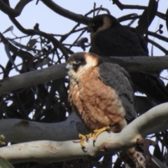 Falco longipennis (Australian Hobby) at Kambah, ACT - 10 Oct 2021 by HelenCross