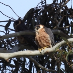 Falco longipennis at Kambah, ACT - 11 Oct 2021