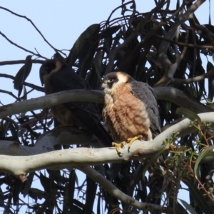 Falco longipennis at Kambah, ACT - suppressed