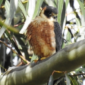 Falco longipennis at Kambah, ACT - suppressed