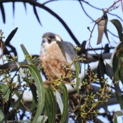 Falco longipennis at Kambah, ACT - suppressed