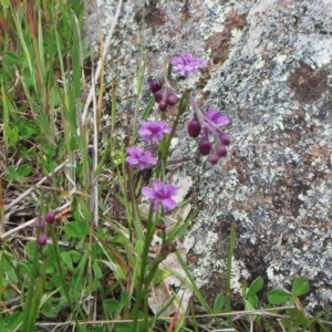 Arthropodium minus at Molonglo Valley, ACT - 10 Oct 2021