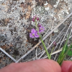 Arthropodium minus at Molonglo Valley, ACT - 10 Oct 2021