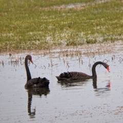 Cygnus atratus (Black Swan) at Leeton, NSW - 10 Oct 2021 by Darcy