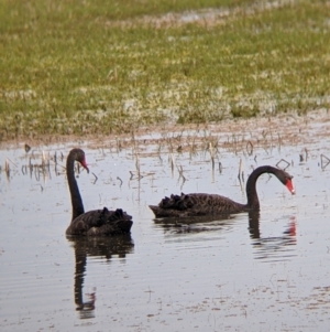 Cygnus atratus at Leeton, NSW - 10 Oct 2021