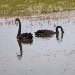 Cygnus atratus at Leeton, NSW - 10 Oct 2021