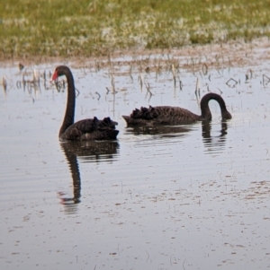 Cygnus atratus at Leeton, NSW - 10 Oct 2021 09:03 AM