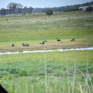 Tadorna tadornoides at Leeton, NSW - 10 Oct 2021