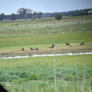 Tadorna tadornoides at Leeton, NSW - 10 Oct 2021 09:09 AM