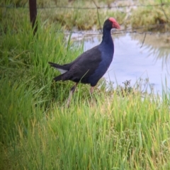 Porphyrio melanotus (Australasian Swamphen) at Leeton, NSW - 10 Oct 2021 by Darcy