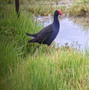 Porphyrio melanotus at Leeton, NSW - 10 Oct 2021