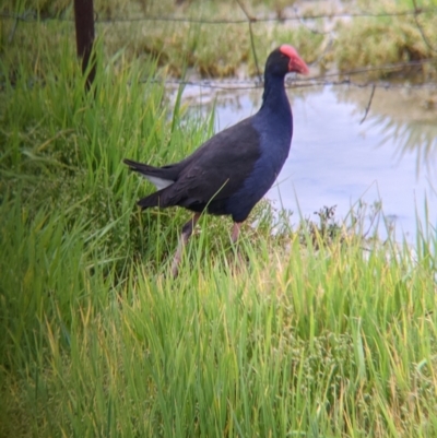 Porphyrio melanotus (Australasian Swamphen) at Leeton, NSW - 10 Oct 2021 by Darcy