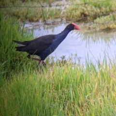 Porphyrio melanotus at Leeton, NSW - 10 Oct 2021 09:10 AM