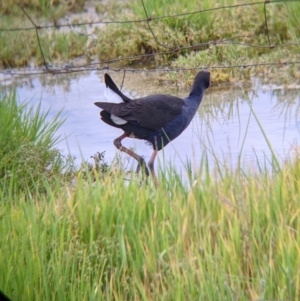 Porphyrio melanotus at Leeton, NSW - 10 Oct 2021 09:10 AM