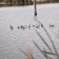 Recurvirostra novaehollandiae (Red-necked Avocet) at Leeton, NSW - 10 Oct 2021 by Darcy