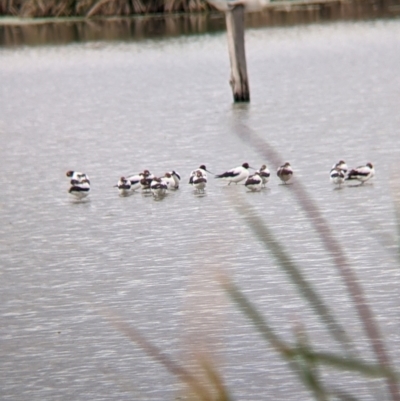 Recurvirostra novaehollandiae (Red-necked Avocet) at Leeton, NSW - 9 Oct 2021 by Darcy