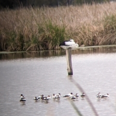 Recurvirostra novaehollandiae at Leeton, NSW - 10 Oct 2021 09:14 AM