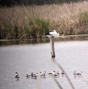 Recurvirostra novaehollandiae at Leeton, NSW - 10 Oct 2021 09:14 AM