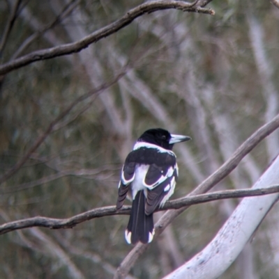 Cracticus nigrogularis (Pied Butcherbird) at Leeton, NSW - 9 Oct 2021 by Darcy