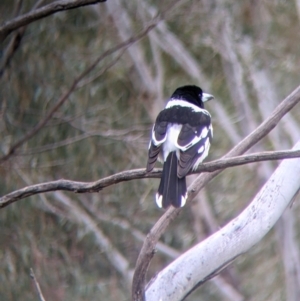 Cracticus nigrogularis at Leeton, NSW - 10 Oct 2021