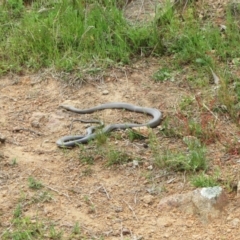 Pseudonaja textilis (Eastern Brown Snake) at Holt, ACT - 10 Oct 2021 by sangio7