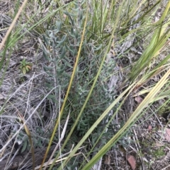 Persoonia rigida (Hairy Geebung) at Watson, ACT - 4 Oct 2021 by Tapirlord