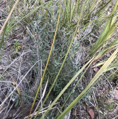 Persoonia rigida (Hairy Geebung) at Watson, ACT - 4 Oct 2021 by Tapirlord