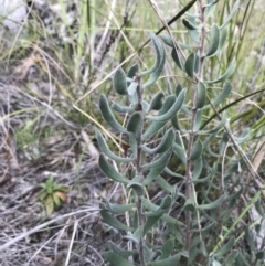 Persoonia rigida at Watson, ACT - 4 Oct 2021 04:33 PM