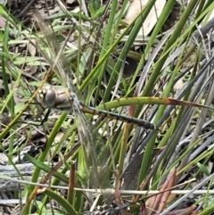 Hemicordulia tau (Tau Emerald) at Bruce, ACT - 4 Oct 2021 by Tapirlord