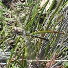 Hemicordulia tau (Tau Emerald) at Bruce, ACT - 4 Oct 2021 by Tapirlord