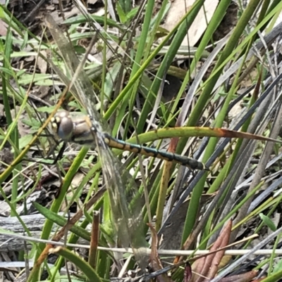 Hemicordulia tau (Tau Emerald) at Bruce, ACT - 4 Oct 2021 by Tapirlord