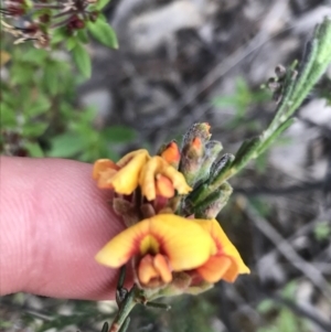 Dillwynia sericea at Bruce, ACT - 4 Oct 2021